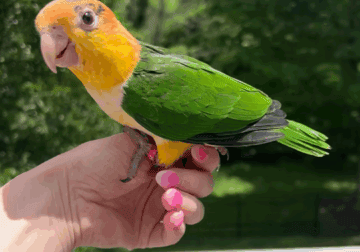Handfed Playful White Bellied Caique Baby
